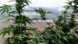 Stara laska ma włochatą pipkę